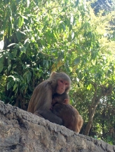 Monkey @ Swayambhunath Temple Kathmandu